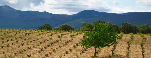 viñas marañones