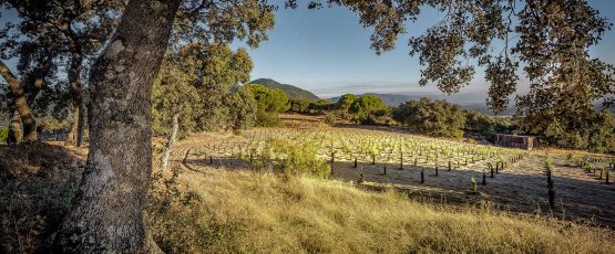 Bodega Marañones – Spanish Wine Lover