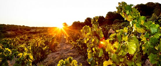 Alma Carraovejas dará continuidad a Bodega Marañones