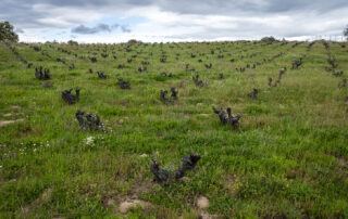 Marañones vineyard with vegetative cover for soil organic carbon enhancement
