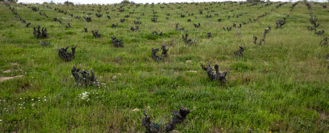Marañones vineyard with vegetative cover for soil organic carbon enhancement